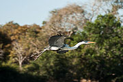 Picture 'Br1_1_01054 Great Blue Heron, Heron, Brazil'